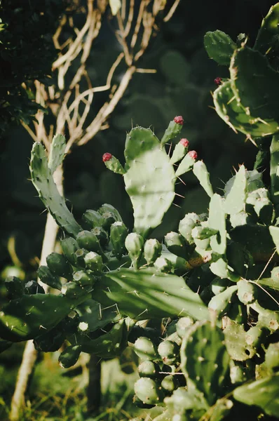 Grote Naalden Van Groene Cactus — Stockfoto
