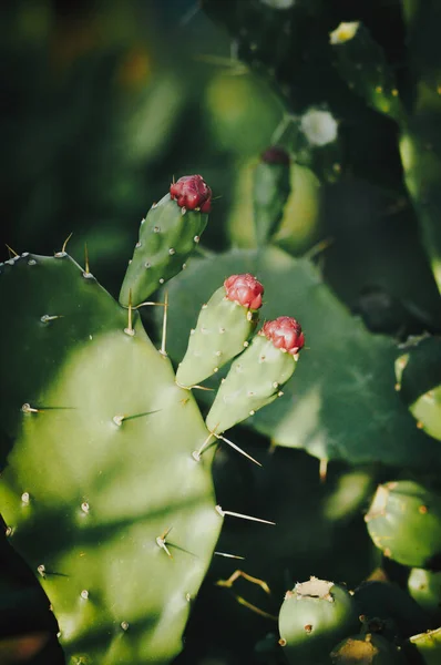 Grandi Aghi Cactus Verde — Foto Stock
