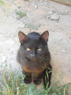 Siyah beyaz kedi yerde oturuyor..