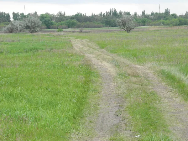 Şehrin banliyölerindeki toprak yolda çimleri, toprağı, ağaçları görebilirsiniz.