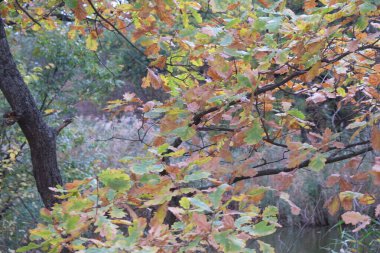 Sonbahar insanının eli sarı ağaç yapraklarını işaret ediyor. Ormanda yürüyüş yapan adam yaprakları fırlatıyor.