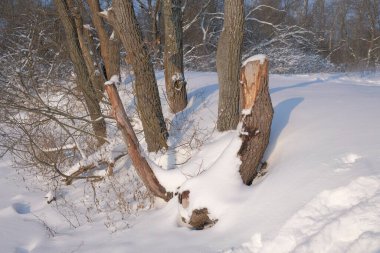 Güneşli bir kış ormanında karla kaplı yaşlı ağaç kütüğü. Güneşli bir kış ormanında taze beyaz karla kaplı eski bir ağaç kütüğü.