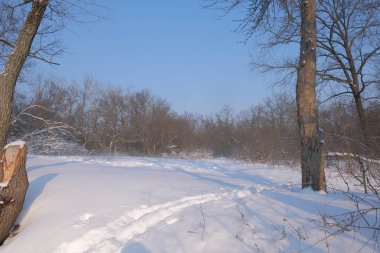 Güneşli bir günde donmuş nehir ve karla kaplı ormanlı sakin kış manzarası. Açık mavi gökyüzünün altında ağaçlarla çevrili donmuş bir nehir ya da gölün olduğu güzel bir kış manzarası. El değmemiş beyaz kar zemini kaplıyor, barışçıl bir yaban hayatı yaratıyor.