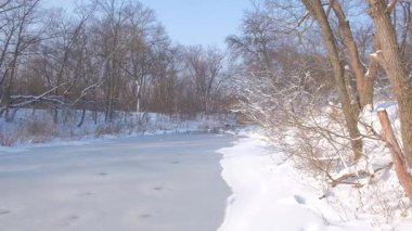 Karla kaplı ağaçlarla kaplı kış ormanı gölü. Bir kış parkında karlı ağaçlarla çevrili buz gibi bir nehir ya da göl manzarası. Soğuk sisli havada sakin doğa sahnesi. Profesyonel 4K 30fps görüntü.