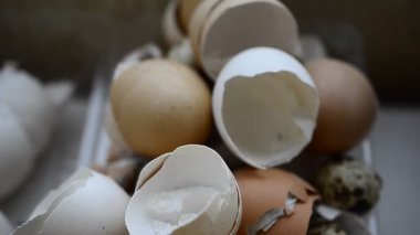 Kırık bir adamın elindeki tavuk kabuğu bir adamın eline inanır. Yüksek kaliteli FullHD görüntüler