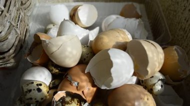 Kırık bir adamın elindeki tavuk kabuğu bir adamın eline inanır. Yüksek kaliteli FullHD görüntüler