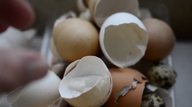 Kırık bir adamın elindeki tavuk kabuğu bir adamın eline inanır. Yüksek kaliteli FullHD görüntüler