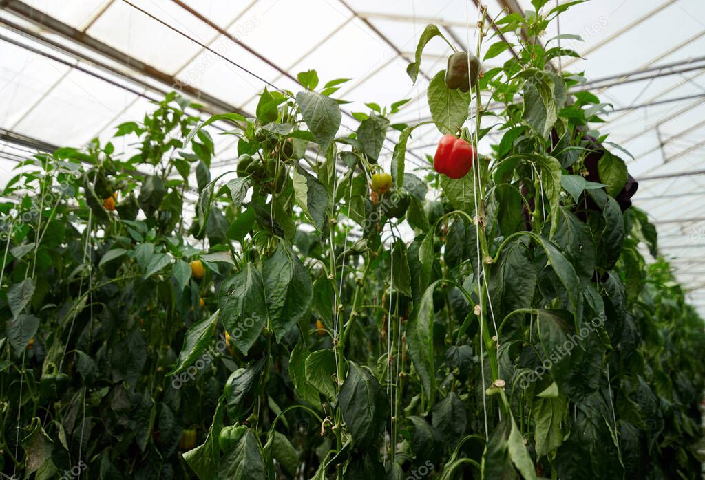 Inside a modern greenhouse, sweet bell pepper is grown. Red pepper fruits are visible among a greens.