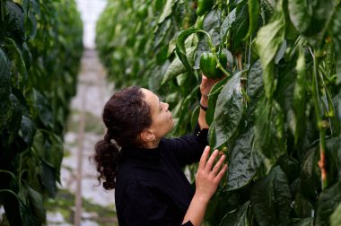 Modern seralarda iş. Karışık ırkın portresi genç kadın tarımcı tatlı biber hasadına bakıyor..