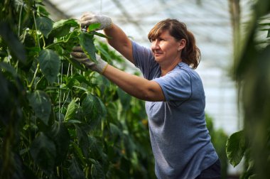 Modern seralarda çalışıyorum. Mavi elbiseli ve koruyucu eldivenli kadın bahçe yatağında bitki buduyor..