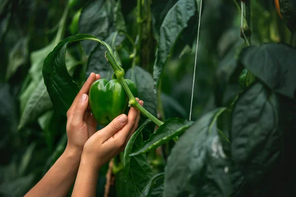 Modern greenhouses. The women\'s hands clasp green bell pepper fruit.