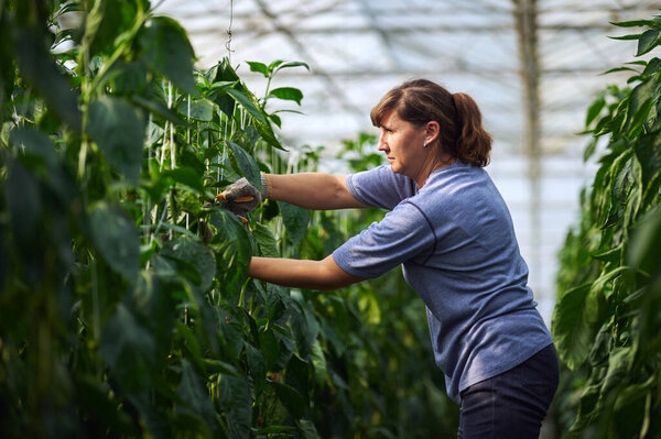 Work in modern greenhouses. The woman in blue clothes and protective gloves works in the greenhouse while standing between the beds.