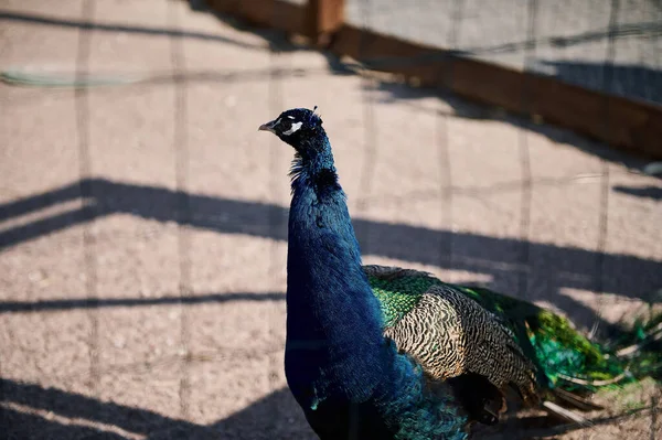 动物园笼子里漂亮的孔雀 通过格栅开枪射击 — 图库照片