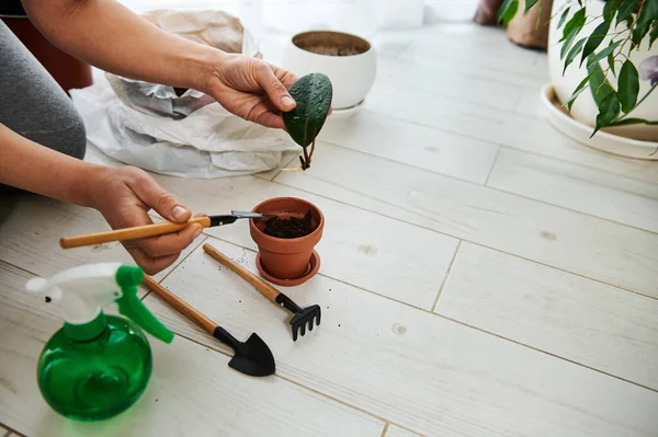 Bir kürek tutan kadın ellerinin yakın çekimi ve bir kazana dikmeye hazır kökleri olan bir yaprak.