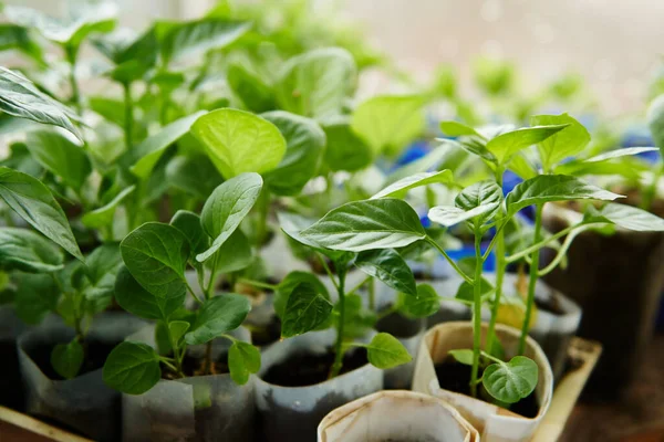 Kulináris Növényzet Palántáinak Közelsége Üvegházban Üvegházi Kertészetben Növő Cserepes Bébinövények — Stock Fotó