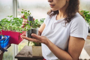 Genç bahçıvan bir seranın içinde duruyor ve elinde fincanlarda toprak tohumu tutuyor. Hobi kavramları, boş zaman aktiviteleri, kır evindeki ev koşullarındaki tarımlar