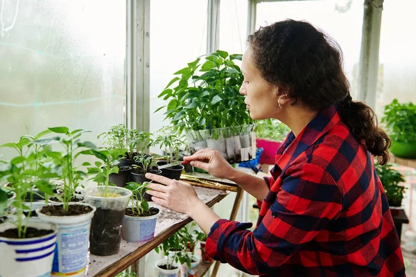 Yeşillik yetiştiren genç bir kadın, bir kır evinde sebze fideleri yetiştiriyor. Bahçe işleri konsepti. Bahar tatili aktiviteleri
