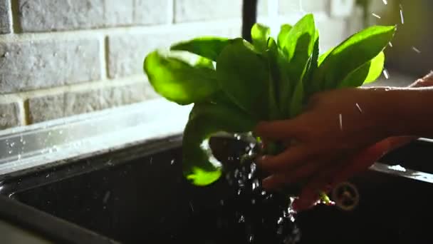Powolny Ruch Mycia Świeżych Liści Szpinaku Zlewie Kuchennym Rozpryskując Wodę — Wideo stockowe