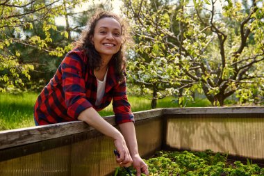 Gülümseyen bahçıvan kadın bahçedeki açık serada yeşil maydanoz hasadını kesiyor.