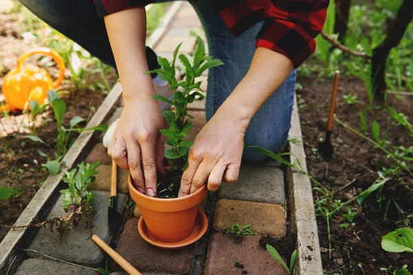 Gros Plan Une Jardinière Plantant Menthe Dans Pot Argile Dans — Photo