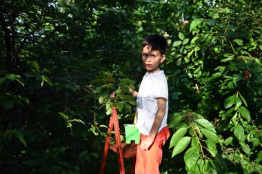 Ağaçlarda elinde kova olan sevimli bir çocuk bahçedeki taze toplanmış kirazları toplar ve yer. Güzel güneş ışığı yüzüne vuruyor.