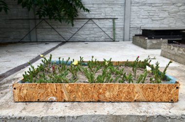 Beton bir blokta, açık havada toprağa ekilen çok renkli kır çiçeklerinin çeşitliliği.