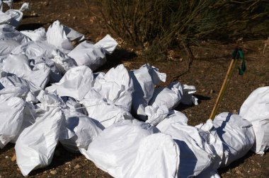 Kuru toprak zemine yerleştirilmiş bir çok beyaz çöp torbası sahnesi, yakınlarda uzun süre tutulan çöp toplayıcıları, açık hava temizliği ve çevre çalışmalarını öneriyor..