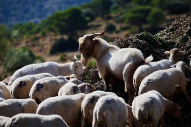 Dayanıklı bir keçi, sürüyü uzak dağlarla dolu sakin kırsal bir arazide güderken, güneşli bir yamaçta bir koyun sürüsü..