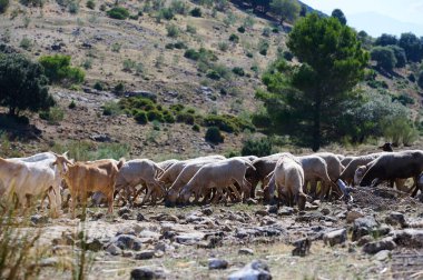 Bir keçi ve koyun sürüsü, açık bir gökyüzünün altında ağaçlar ve çalılarla kayalık, kurak bir yamaçta otluyor. Engebeli bir doğal ortamda kırsal çiftlik hayvanları.