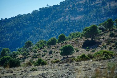 Güneşli bir yamaçta dağılmış çam ağaçlarının olduğu sakin bir tepe manzarası. Orman dağına doğru yükseliyor. Doğal, huzurlu doğa manzarası doğa ve seyahat görselleri için mükemmel..