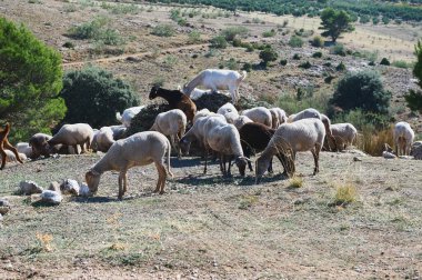 Büyük bir koyun sürüsü kurak bir yamaçta, seyrek ağaçlar ve kayaların arasında otlar. Engebeli bir arazide çiftlik yaşamını ve çiftlik hayvanlarını yakalayan huzurlu bir kırsal manzara..