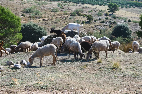 Büyük bir koyun sürüsü kurak bir yamaçta, seyrek ağaçlar ve kayaların arasında otlar. Engebeli bir arazide çiftlik yaşamını ve çiftlik hayvanlarını yakalayan huzurlu bir kırsal manzara..