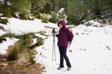 Burgonya ceketli bir kadın yürüyüş direkleri hazır, karlı bir patikada duruyor. Karlı orman ve yeşil çam sakin bir kış macerası sahnesi yaratır..