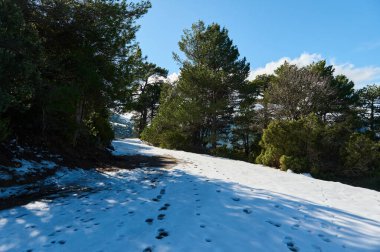 Sakin, karlı bir patika mavi gökyüzünün altındaki bir çam ormanında esiyor. Ayak izleri taze karı, keşif yapmayı ve doğada yalnızlığı işaret ediyor..