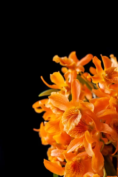 Fiori di orchidea dendrobium arancione — Foto Stock