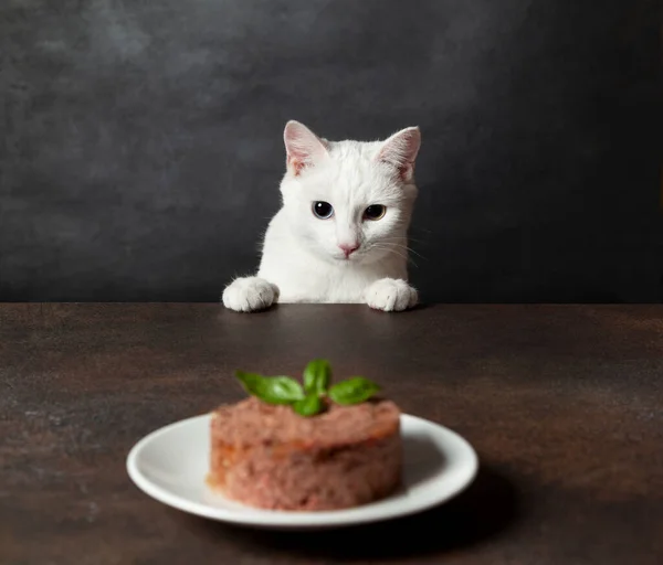 Gato Branco Khao Manee Olhando Para Prato Comida Gato Close — Fotografia de Stock