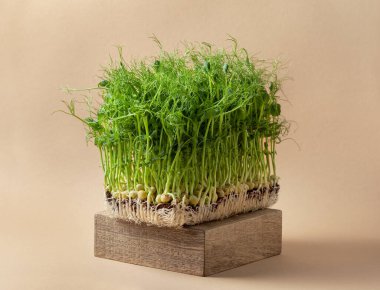 Bej arka planda, tahta bir kutuda bezelye filizleri yetişiyor. mikroçim, sağlıklı beslenme.