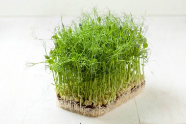 Ahşap bir arka planda bezelye filizleri yetişiyor. mikroçim, sağlıklı beslenme.