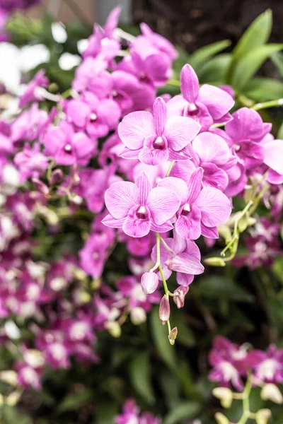 Mooie Roze Orchideeën Tuin Bloeiende Falaenopsis Stockfoto