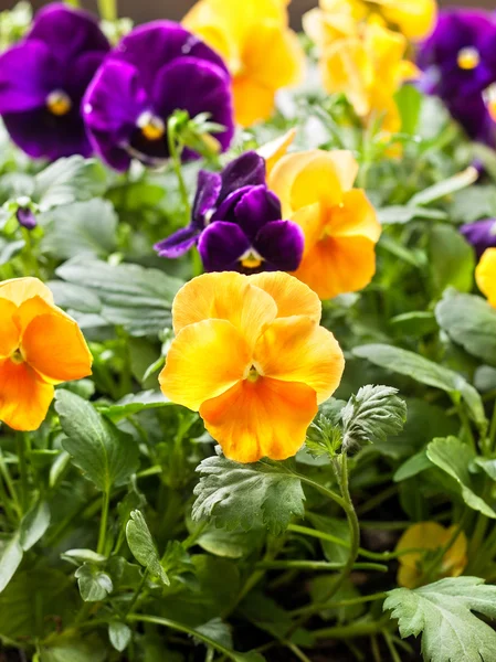 Geel en paars viooltjes — Stockfoto