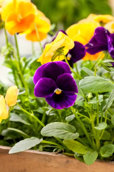 Geel en paars viooltjes — Stockfoto