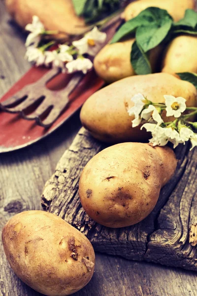 Patatas con hojas y flores — Foto de Stock