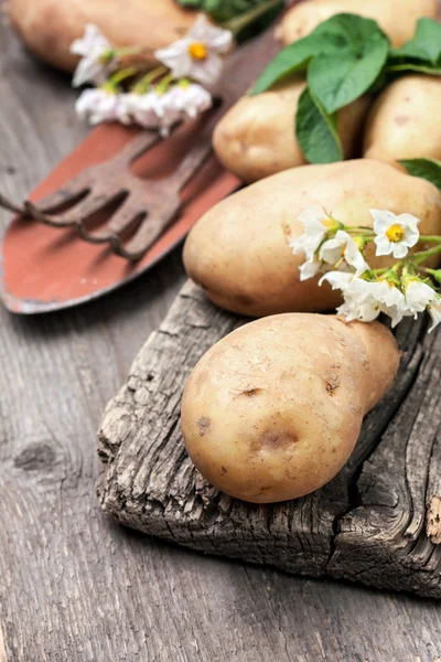 Картофель с листьями и цветами — стоковое фото