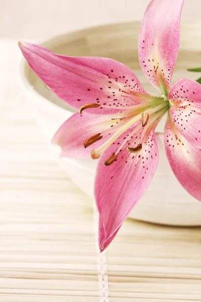 Pink lily on the bowl — Stock Photo, Image