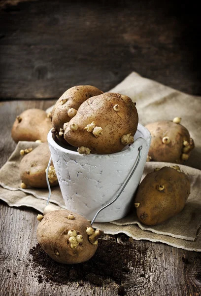 Patatas con brotes antes de la plantación (tonificación ) — Foto de Stock