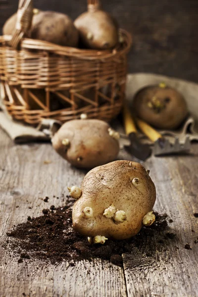 Картофель с ростками перед посадкой — стоковое фото