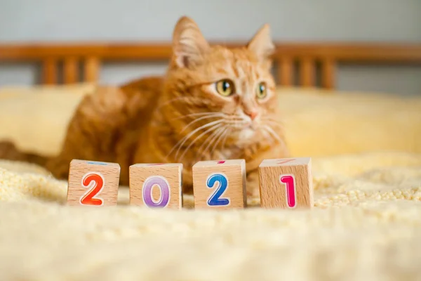 Şişko bir kızıl kedi ve sarı örülü battaniyeye örülmüş çocuk küplerinden alınan 2021 sayısı. Yeni Yıl