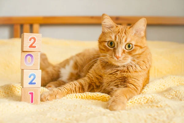 Fat Ginger Cat Numbers 2021 Children Cubes Yellow Knitted Blanket — Stock Photo, Image
