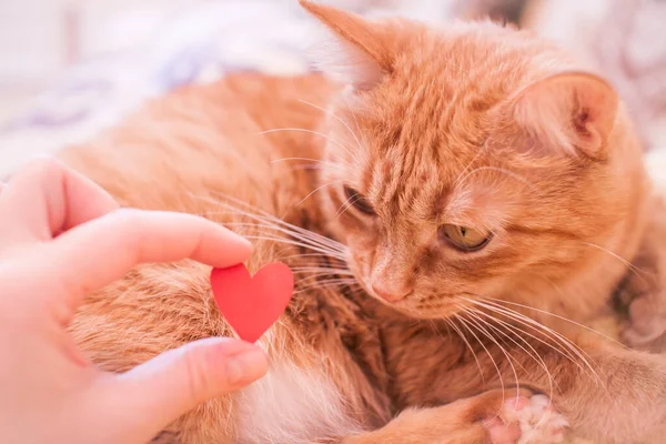 Ginger Fat Cat Looks Interest Small Red Paper Heart Valentine — Stock Photo, Image