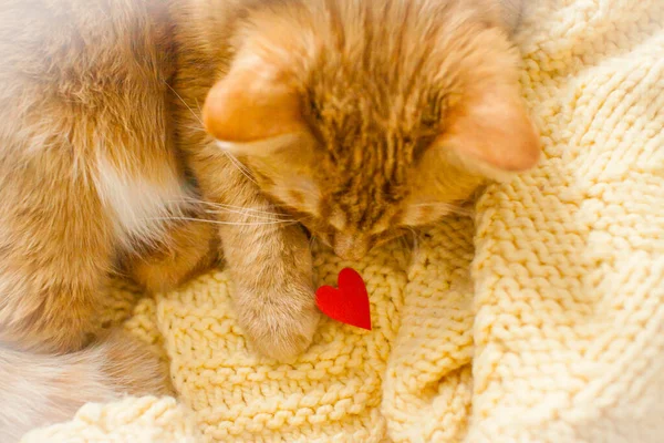 Ginger Fat Cat Looks Interest Small Red Paper Heart Valentine — Stock Photo, Image